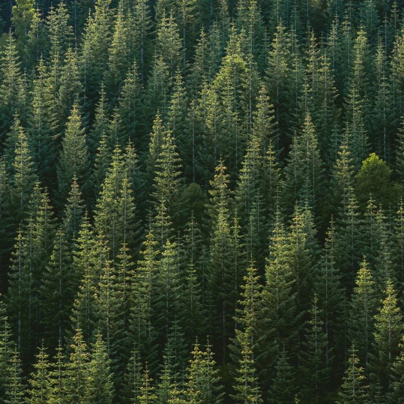 Tree line of a forest with evergreen trees.